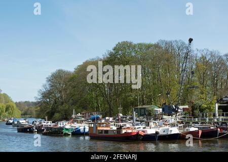 Die Boote vertäuten auf der Aal-Pie-Insel an der themse in twickenham, middlesex, england Stockfoto