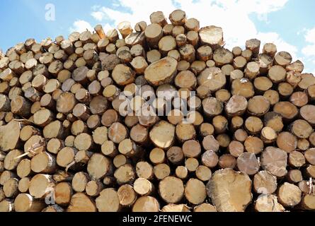 Hintergrund von vielen geschnittenen Stämmen gestapelt bereit gebracht werden In das Sägewerk Stockfoto