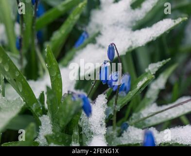 Kleine blaue Blüten blühen im Frühling bei Schneewetter Stockfoto