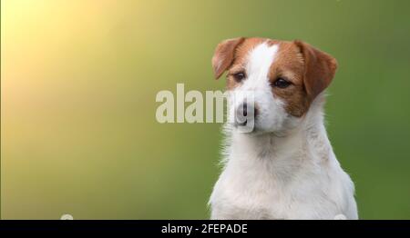 Jack Russell Terrier Hundeportrait auf grün verschwommenem Naturhintergrund Und Sonnenlicht Stockfoto