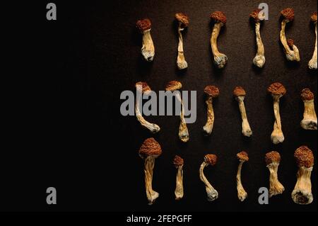 Psilocybin-Pilze auf hellgelben Hintergrund in Reihe trocknen. Psychedelisch, überwältigend, magischer Pilz. Medizinische Verwendung. Mikrodosierkonzept. Stockfoto