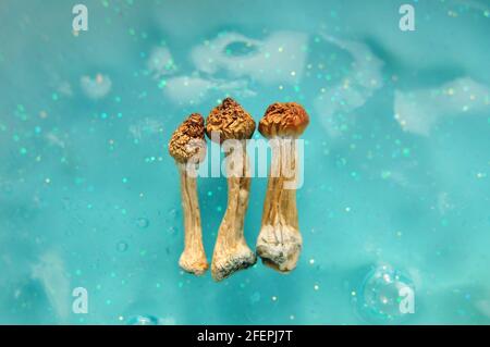 Psilocybin-Pilze auf blauem Hintergrund. Psychedelische Zauberreise, kosmisches Bewusstsein. Getrockneter Psilocybe Cubensis Golden Teacher in Reihe Stockfoto