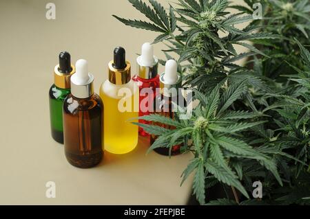 Cannabis cbd-Öl und grüne Blätter auf grauem Hintergrund. Marihuanaextrakt in der Aromatherapie. Stockfoto