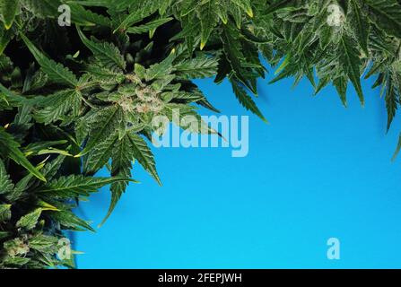 Hintergrund zu Cannabis. Frische Pflanze isoliert auf hellblau. Marihuanablätter aus nächster Nähe. Stockfoto