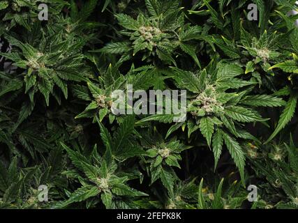 Blühender Cannabisbusch. Frische Pflanze isoliert auf schwarzem Hintergrund, flacher Lat, Draufsicht. Grüne Marihuanablätter. Layout der Kräutermedizin. Stockfoto