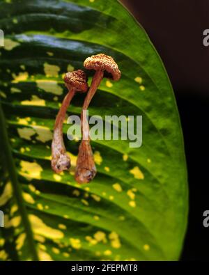 Trockene Psilocybin-Pilze auf grünem Blattgrund. Psychedelischer Zauberpilz Golden Teacher. Durch Sonnenlicht beleuchtet. Alternative Medizin. Microdosi Stockfoto