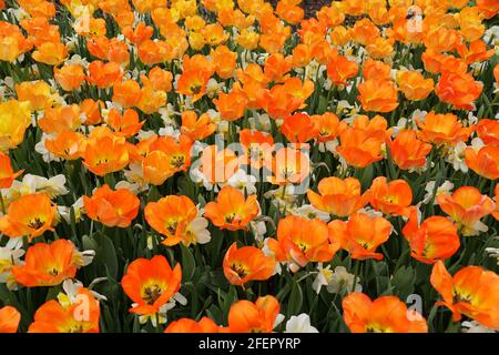 Wunderschöne orange Farbe von Darwin Hybrid Tulpe 'Daydream' Blumen an Volle Blüte Stockfoto
