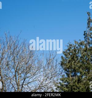 Epsom Surrey, London England Großbritannien, April 23 2021, Ntaural Schönheit der Natur mit Bäumen, Keine Menschen und klarem blauen Himmel Stockfoto