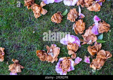 Epsom Surrey, London England Großbritannien, April 23 2021, Tote Blumenblüte des Evergreen Camillia Strauch ohne Menschen auf Gras liegen Stockfoto