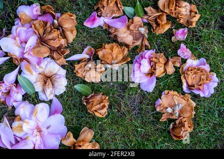 Epsom Surrey, London England Großbritannien, April 23 2021, Tote Blumenblüte des Evergreen Camillia Strauch ohne Menschen auf Gras liegen Stockfoto