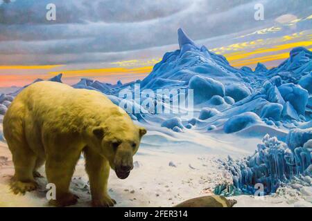 Der Eisbär (Ursus maritimus) in der Hall of Ocean Life im American Museum of Natural History in New York City Stockfoto