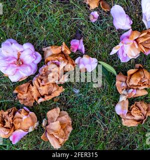 Epsom Surrey, London England Großbritannien, April 23 2021, Tote Blumenblüte des Evergreen Camillia Strauch ohne Menschen auf Gras liegen Stockfoto