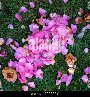 Epsom Surrey, London England Großbritannien, April 23 2021, Tote Blumenblüte des Evergreen Camillia Strauch ohne Menschen auf Gras liegen Stockfoto