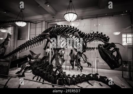Schwarz-weißes Bild des Allosaurus-Skeletts, das sich ernährt Ein Leichnam im American Museum of Natural History Stockfoto