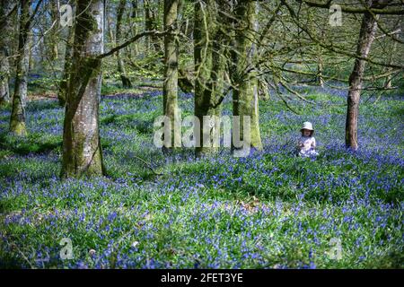 © lizenziert für London News Pictures. 24/04/2021. Carmarthenshire, Wales. Abgebildet ist die dreijährige Lillian Joy Among Bluebells im Dinfwr Castle in Carmarthenshire, während das Vereinigte Königreich am Wochenende warmes Frühlingswetter genießt. Die Bluebells blühen jedes Jahr bis Ende Mai und kreieren einen Teppich aus wunderschönen blauen Farben in Wäldern im ganzen Land. Foto: Robert Melen/LNP Stockfoto