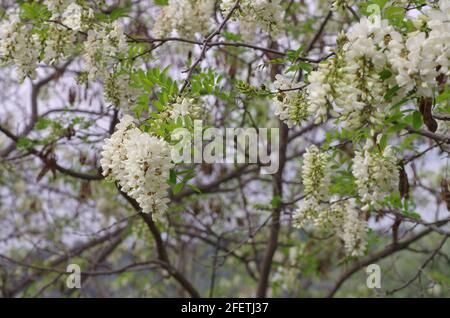 Frühling in Sizilien weiße Blüten voller Blüte in Büscheln Stockfoto