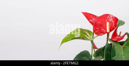 Die rote, herzförmige Anthuriumblume ist die Flamingo-Blume, Anthurium andreanum. Makro-Nahaufnahme Banner Platz für Text für Blumenladen. Stockfoto