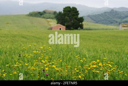 Frühling Landschaft von Sizilien grüne Feld von Weizen, wilden Blumen und im Hintergrund verlassene Häuser Stockfoto