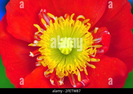 Nahaufnahme von Stempeln und Staubfäden von rotem Mohn, die einblühen Der Garten (Makro) Stockfoto