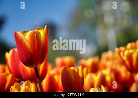 Low-Angle-Ansicht der roten und gelben Tulpenblüten im Feld, Close-up-Blumen im Frühling Stockfoto