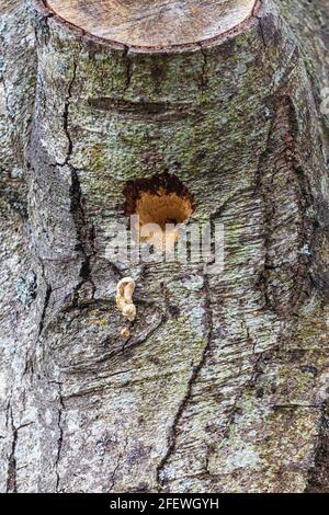 Baumpilz und Hinweise auf die jüngste Specht-Aktivität auf einem Alter Baum entlang der Steveston-Küste in British Columbia, Kanada Stockfoto