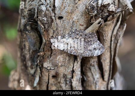 Grauer Cracker Hamadryas februa, ein gut getarnter Schmetterling, der auf einer Baumrinde in Yucatan, Mexiko, sitzt Stockfoto