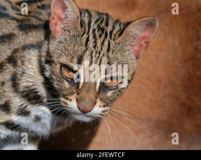 Asian Leopard Cat Prionailurus bengalensis Stockfoto
