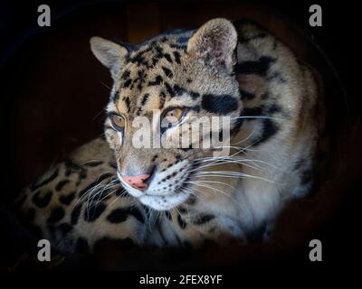Nebelparder Neofelis nebulosa Captive portrait Stockfoto