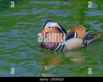 Mandarin Duck AXI sponsert einen Rüden im Frühjahr wild voll geflügelt Norfolk April Stockfoto