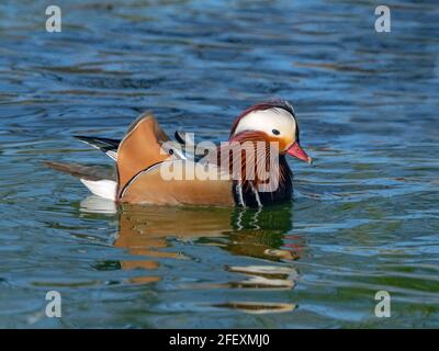 Mandarin Duck AXI sponsert einen Rüden im Frühjahr wild voll geflügelt Norfolk April Stockfoto