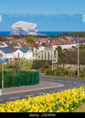 North Berwick, East Lothian, Schottland, Großbritannien, 24. April 2021. UK Wetter: Sonnenschein am Meer. Im Bild: Die Bass Rock Gannet Kolonie ist hell mit Tölpeln in der Sonne Stockfoto