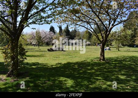 Farbenfrohe Blütenbäume im Bute Park, Cardiff, Wales Stockfoto