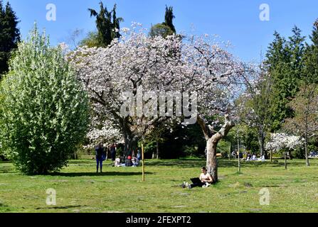 Farbenfrohe Blütenbäume im Bute Park, Cardiff, Wales Stockfoto