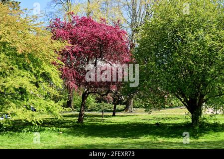 Farbenfrohe Blütenbäume im Bute Park, Cardiff, Wales Stockfoto