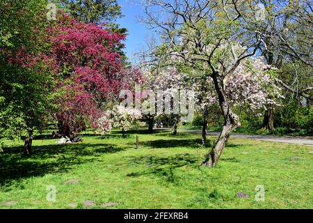 Farbenfrohe Blütenbäume im Bute Park, Cardiff, Wales Stockfoto