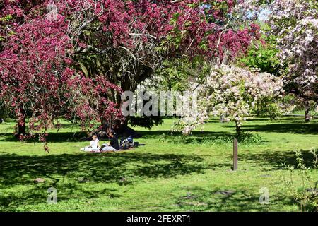 Sitzen auf dem Gras unter den Blütenbäumen im Bute Park, Cardiff, Wales Stockfoto