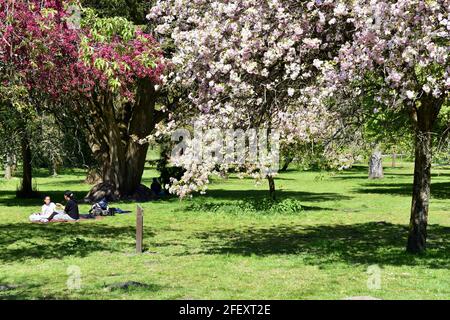 Sitzen auf dem Gras unter den Blütenbäumen im Bute Park, Cardiff, Wales Stockfoto