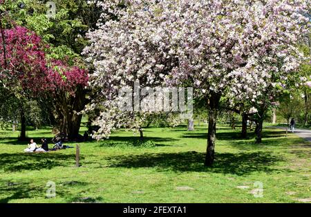 Sitzen auf dem Gras unter den Blütenbäumen im Bute Park, Cardiff, Wales Stockfoto