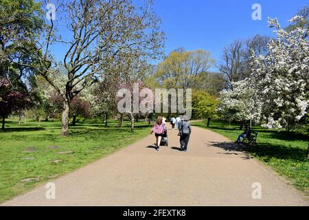 Fußgänger, die auf einem Pfad zwischen den Blütenbäumen im Bute Park, Cardiff, Wales, spazieren Stockfoto