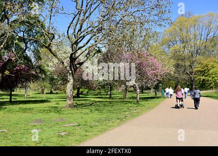 Fußgänger, die auf einem Pfad zwischen den Blütenbäumen im Bute Park, Cardiff, Wales, spazieren Stockfoto