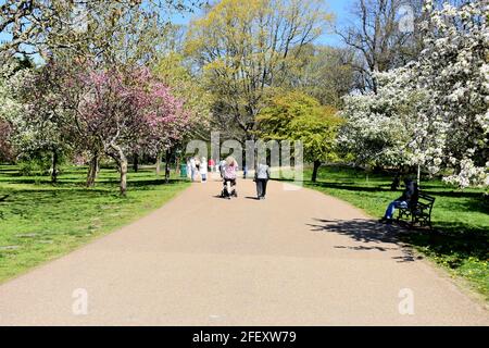 Fußgänger, die auf einem Pfad zwischen den Blütenbäumen im Bute Park, Cardiff, Wales, spazieren Stockfoto