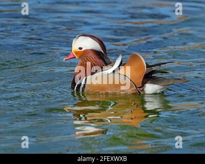 Mandarin Duck AXI sponsert einen Rüden im Frühjahr wild voll geflügelt Norfolk April Stockfoto