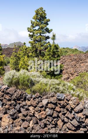 Weiß blühende Spartocytisus filipes Sträucher und pinus canariensis Kiefern in der vulkanischen Landschaft durch eine trockene Steinmauer in der Nähe von Chinyero in Santi Stockfoto