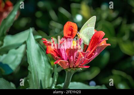 Kleiner grüner Schmetterling auf einer roten Blume Stockfoto