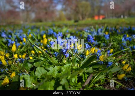 Blauer Schneeglöpfen und gelbe Blüten im frühen Frühjahr im Wald. Makrofotografie Stockfoto