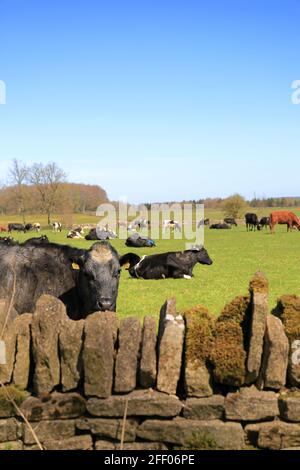 Bauern Wiese mit Vieh Weiden und eine neugierige Kuh suchen Über der traditionellen Trockensteinmauer in den Cotswolds Stockfoto
