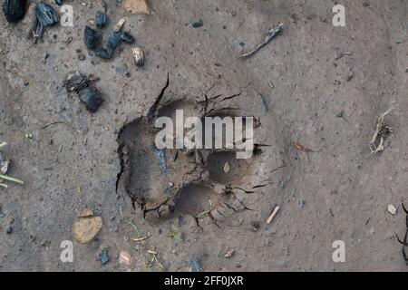 Ein Pfotenabdruck im Schlamm. Stockfoto