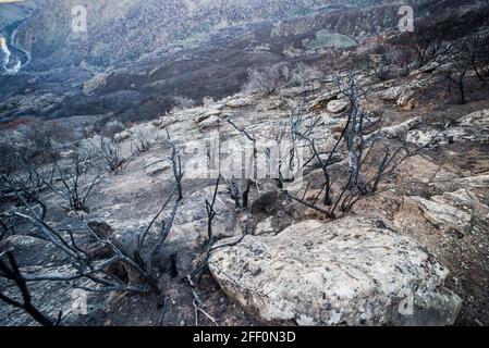 Ein Jahr nach einem Waldbrand, der durch dieses Tal in Kalifornien gefegt wurde, war ein Hügel mit verbrannten Bäumen und Gemüse bedeckt. Stockfoto