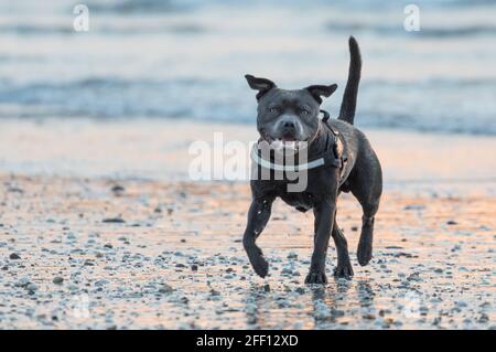 Ringaskiddy, Cork, Irland. April 2021. Robbie ein Blue Staffordshire Bull Terrier spielt am Strand bei Sonnenaufgang in Ringaskiddy, Co. Cork, Irland.- Kredit; Kredit: David Creedon/Alamy Live News Stockfoto