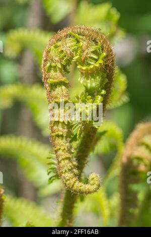 Uncurling fiddlehead Shoot in Hedge-Bank in Spring Sunshine. Spezies nicht identifiziert. Kann Bracken- oder Dryopteris-Arten sein (in Cornwall). Natur abstrakt Stockfoto